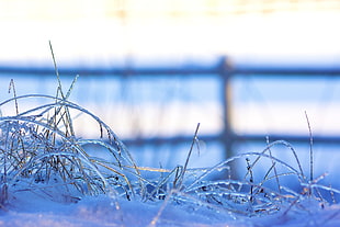 tilt shift photo of icicle